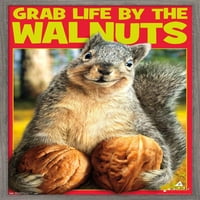 Avanti - vjeverica - grabi život zidnim plakatom oraha, 22.375 34